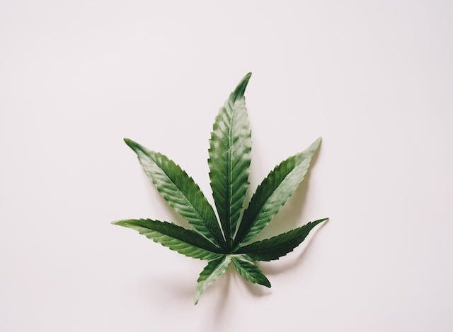 Les Merveilles du Cannabis : 10 Utilisations Surprenantes